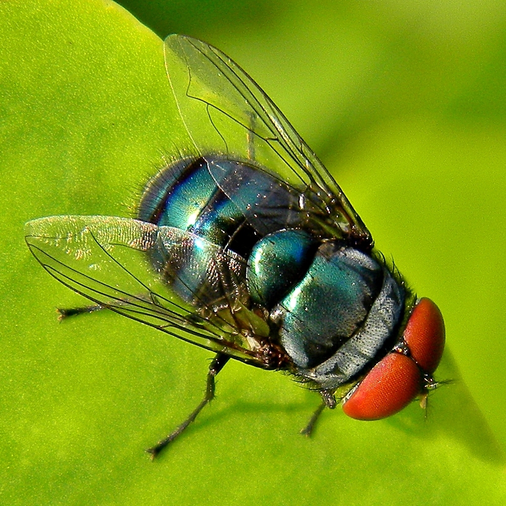 Oriental Latrine Fly (Diptera in Dallas County) · iNaturalist