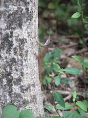 Anolis leachii