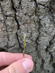 Carex siccata