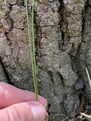 Carex siccata