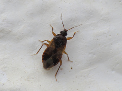 Lyctocoris campestris