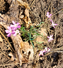 Phlox woodhousei