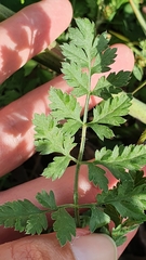 Daucus carota subsp. maximus image