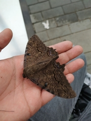 Ascalapha odorata