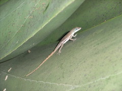 Anolis wattsii
