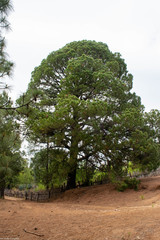 Pinus herrerae