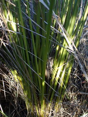 Bobartia robusta