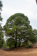 Pinus herrerae