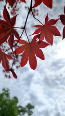 Acer palmatum