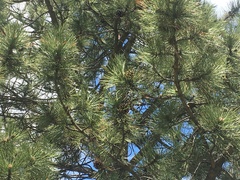 Pinus