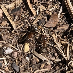 Liometopum apiculatum