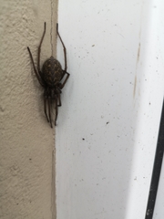 Eratigena atrica