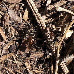 Liometopum apiculatum