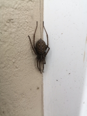 Eratigena atrica
