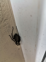 Eratigena atrica