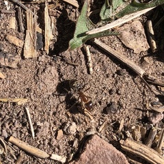 Liometopum apiculatum