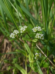 Valerianella carinata