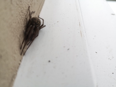 Eratigena atrica
