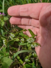 Valerianella carinata