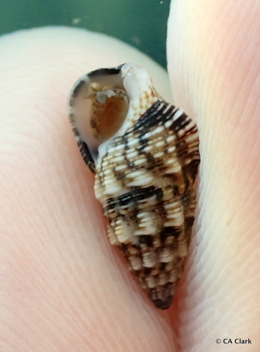 Cerithium atromarginatum observed 2017-12-11