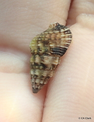 Cerithium atromarginatum
