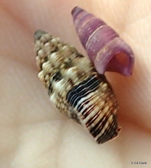 Cerithium atromarginatum