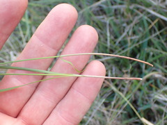 Cyperus erectus