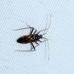 Eustictus