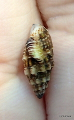 Cerithium atromarginatum