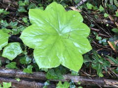 Dysosma pleiantha