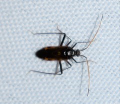 Eustictus