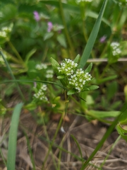 Valerianella carinata