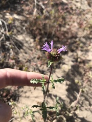 Monardella sinuata sinuata