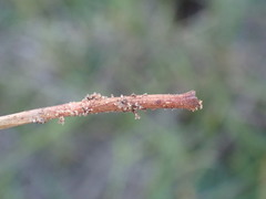 Cyperus erectus