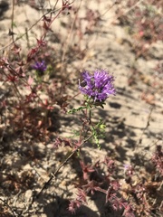 Monardella sinuata sinuata