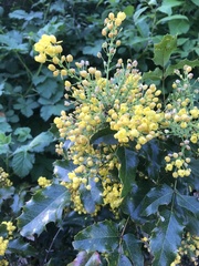 Berberis aquifolium