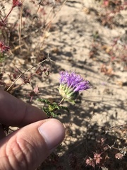 Monardella sinuata sinuata