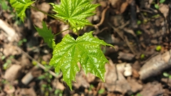 Acer platanoides