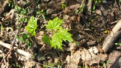 Acer platanoides