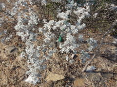 Leucophyllum candidum