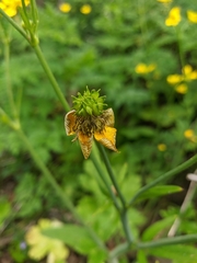 Ranunculus constantinopolitanus