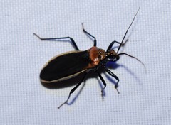 Rhiginia cinctiventris
