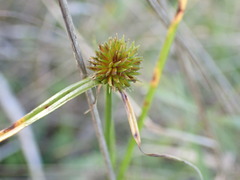 Cyperus erectus