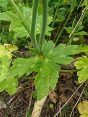 Ranunculus constantinopolitanus
