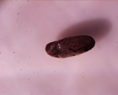 Coleoptera