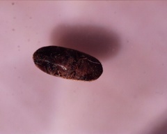 Coleoptera