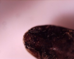 Coleoptera