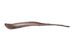 Whiptail Cusk photo 1