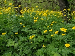 Ranunculus constantinopolitanus