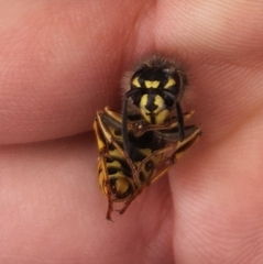 Vespula vulgaris
